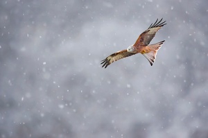 red-kite-in-flight-during-blizzard